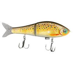 LIVE BROWN TROUT
