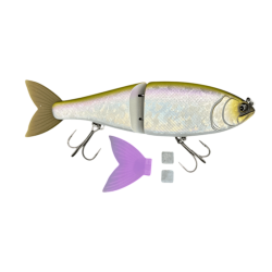#19 AURORA SHAD
