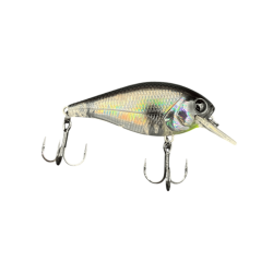 ABALONE SHAD