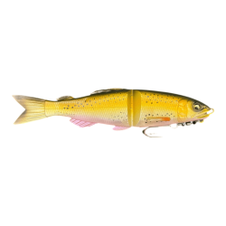 Rainbow Trout
