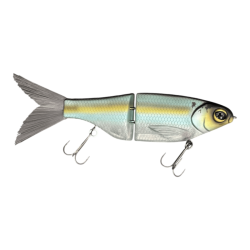 Gizzard Shad