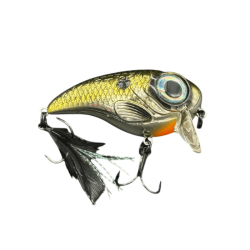 Shad