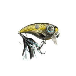 Shad