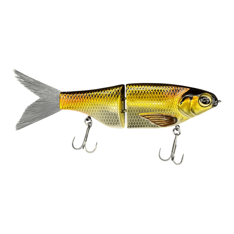 Golden Shiner
