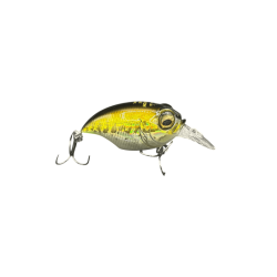 GG Bass