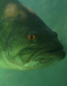 Black-bass